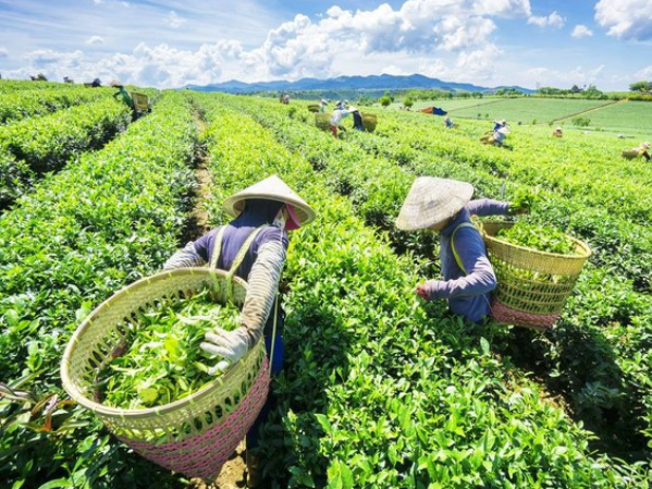 Bài toán SEO không dừng ở việc đưa từ khóa lên cao, mà là chuyển kiến thức ngành chè thành một hệ thống nội dung có thể thuyết phục người mua quốc tế